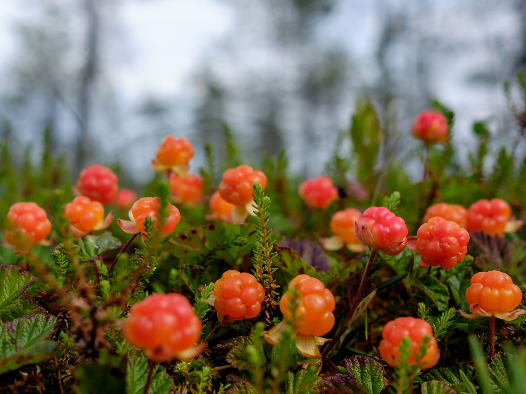 kuusamo wild nature luonto